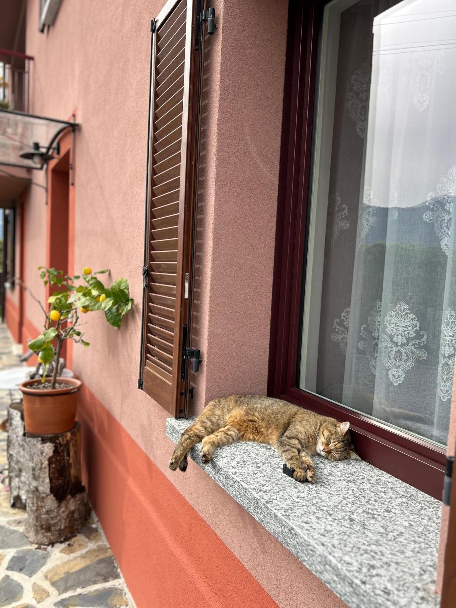 Il Mallo Verde - Lake Como B&B Mandello del Lario Extérieur photo